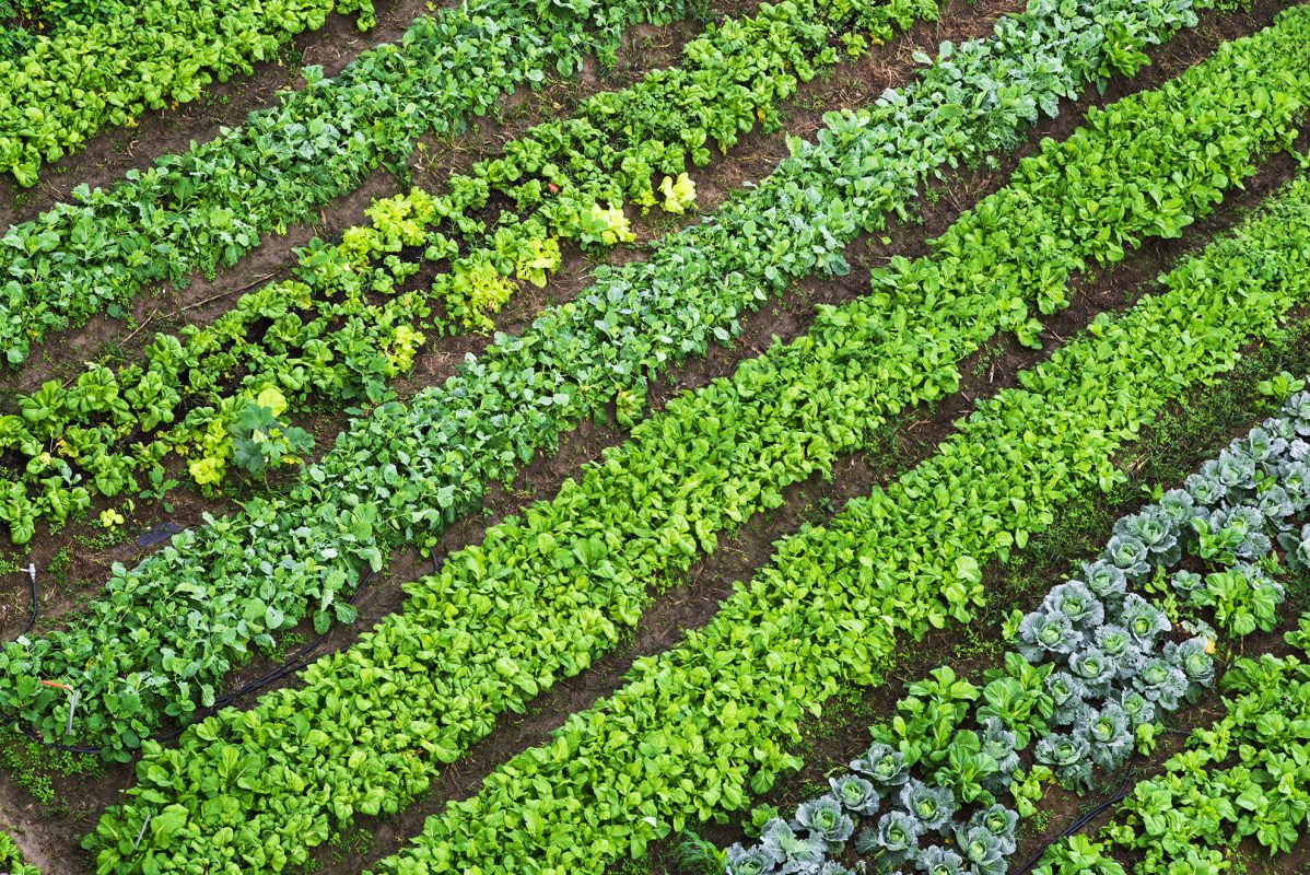 Green leafy vegetables in the farm